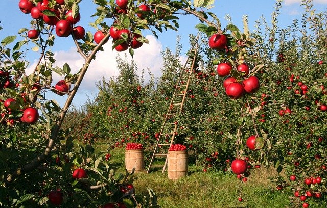 Apfelbäume mit roten, reifen Äpfeln die geerntet werden