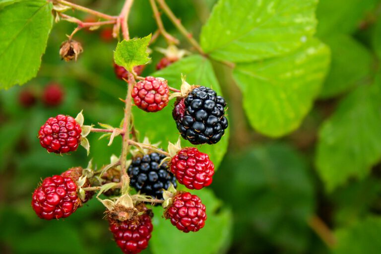 Brombeerstrauch mit reifen, schwarzen und roten, unreifen Brombeeren