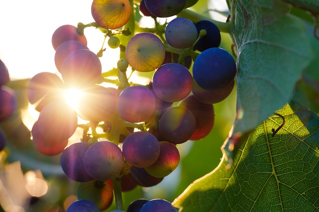 Weinrebe in der Sonne mit reifen Trauben